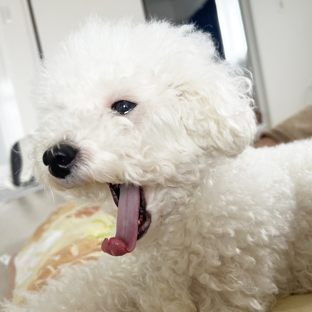 卒業犬ひよちゃんの近況☆